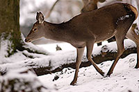 Cerf elaphe - Red Deer  - 16442