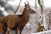 Cerf elaphe - Red Deer  - 16443