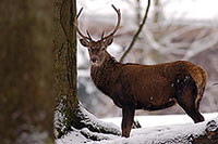 Cerf elaphe - Red Deer  - 16446