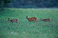 Chevreuil - Roe Deer - 16474