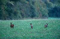 Chevreuil - Roe Deer - 16476