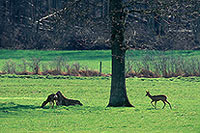 Chevreuil - Roe Deer - 16482