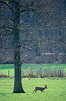 Chevreuil - Roe Deer - 16483 Chevreuil - Roe Deer - 16483