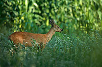 Chevreuil - Roe Deer  - 16496