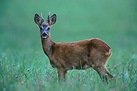 Chevreuil - Roe Deer - 16502