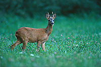 Chevreuil - Roe Deer - 16503 Chevreuil - Roe Deer - 16503