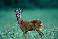 Chevreuil - Roe Deer - 16504