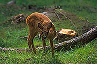 Chevreuil - Roe Deer  - 16506