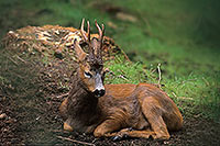 Chevreuil - Roe Deer  - 16508