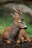 Chevreuil - Roe Deer  - 16510