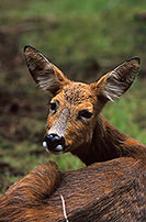 Chevreuil - Roe Deer  - 16514