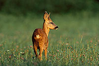 Chevreuil - Roe Deer  - 16515