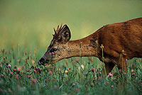 Chevreuil - Roe Deer  - 16517