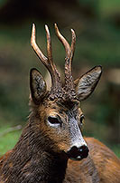 Chevreuil - Roe Deer  - 16519