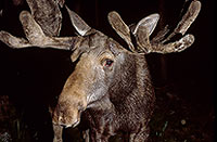 Elan - Moose or Elk - 16538
