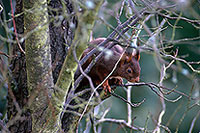 Ecureuil - Squirrel - 16532