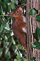 Ecureuil - Squirrel - 16536