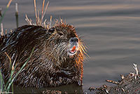 Ragondin (Myocastor) - Nutria (Coypu) - 16945