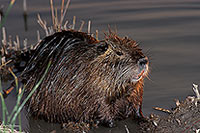 Ragondin (Myocastor) - Nutria (Coypu) - 16946 Ragondin (Myocastor) - Nutria (Coypu) - 16946