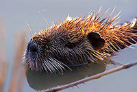 Ragondin (Myocastor) - Nutria (Coypu) - 16948