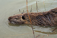 Ragondin (Myocastor) - Nutria (Coypu) - 16950