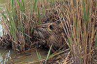 Ragondin (Myocastor) - Nutria (Coypu) - 16952