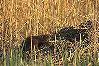 Ragondin (Myocastor) - Nutria (Coypu) - 16953