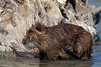 Ragondin (Myocastor) - Nutria (Coypu) - 16955