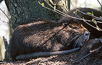 Ragondin (Myocastor) - Nutria (Coypu) - 16958