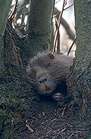 Ragondin (Myocastor) - Nutria (Coypu) - 16961