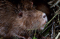 Ragondin (Myocastor) - Nutria (Coypu) - 16966 Ragondin (Myocastor) - Nutria (Coypu) - 16966