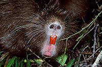 Ragondin (Myocastor) - Nutria (Coypu) - 16968