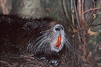 Ragondin (Myocastor) - Nutria (Coypu) - 16969