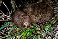 Ragondin (Myocastor) - Nutria (Coypu) - 16970