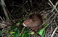 Ragondin (Myocastor) - Nutria (Coypu) - 16971