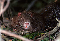 Ragondin (Myocastor) - Nutria (Coypu) - 16972