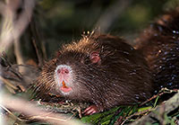 Ragondin (Myocastor) - Nutria (Coypu) - 16973