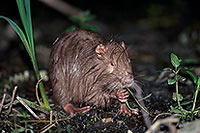 Ragondin (Myocastor) - Nutria (Coypu) - 16974