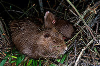 Ragondin (Myocastor) - Nutria (Coypu) - 16977