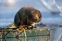 Rat musqué - Muskrat - 16988 Rat musqué - Muskrat - 16988