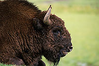 Bison d'Europe - European Bison  - 16274