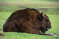 Bison d'Europe - European Bison - 16276