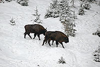 Bison d'Europe - European Bison  - 16279
