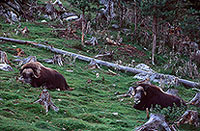 Boeuf musque - Musk Ox - 16288 Boeuf musque - Musk Ox - 16288