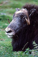 Boeuf musque - Musk Ox - 16289 Boeuf musque - Musk Ox - 16289