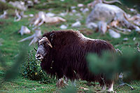 Boeuf musque - Musk Ox - 16290