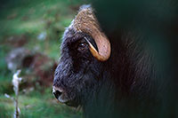 Boeuf musque - Musk Ox - 16291