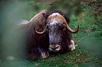 Boeuf musque - Musk Ox  - 16292