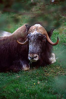 Boeuf musque - Musk Ox - 16293