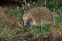 Herisson - Hedgehog - 16564